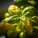 Basil Leaves Turning Yellow