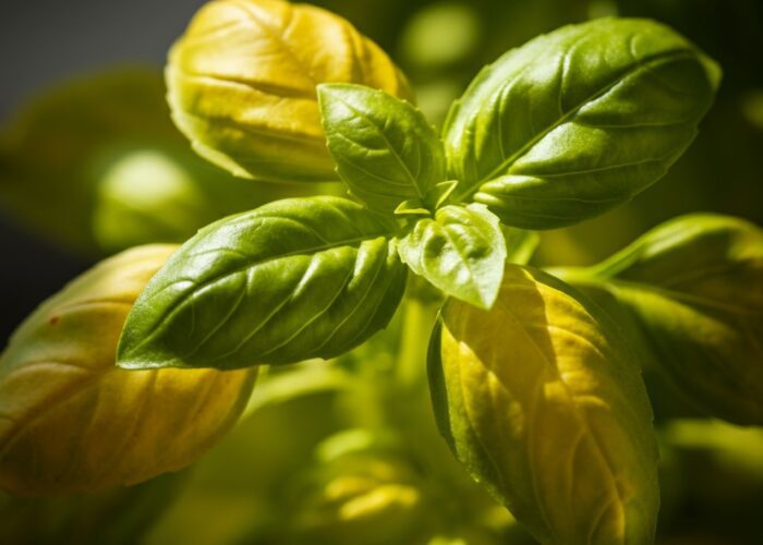 Basil Leaves Turning Yellow
