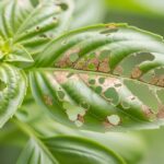 What’s Eating Your Basil?