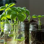 Propagate Basil from Cuttings