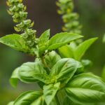 basil pests, bugs on basil, pest control, pests, pest prevention