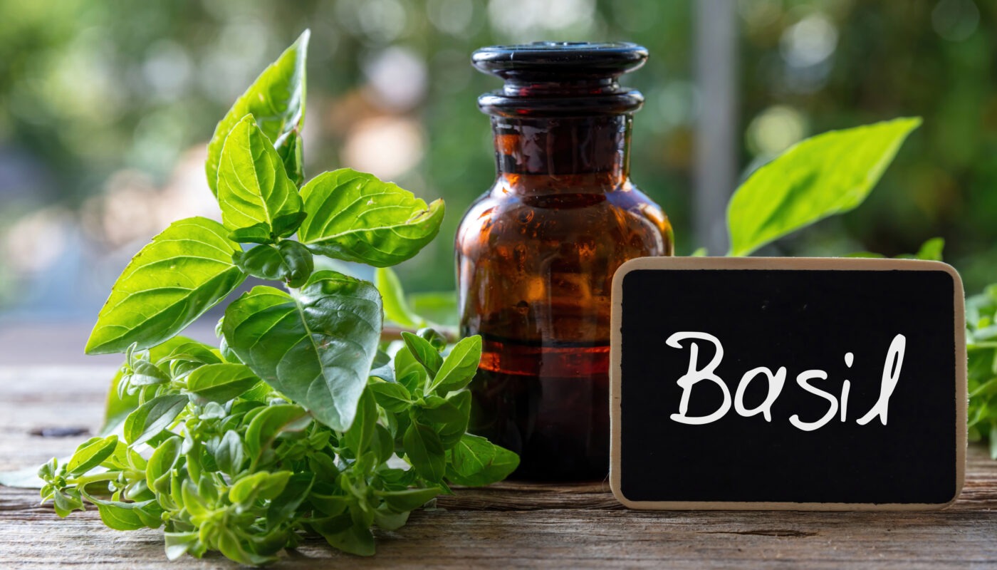 Medicinal Uses of Basil