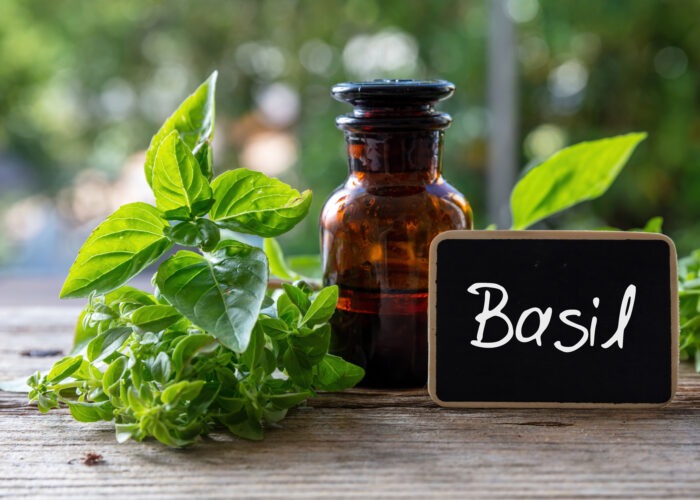 Medicinal Uses of Basil