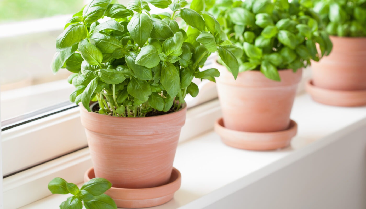 Growing Basil Indoors