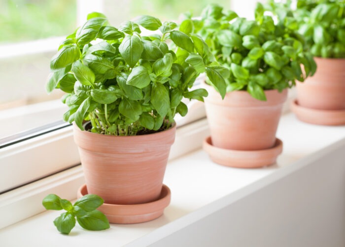Growing Basil Indoors
