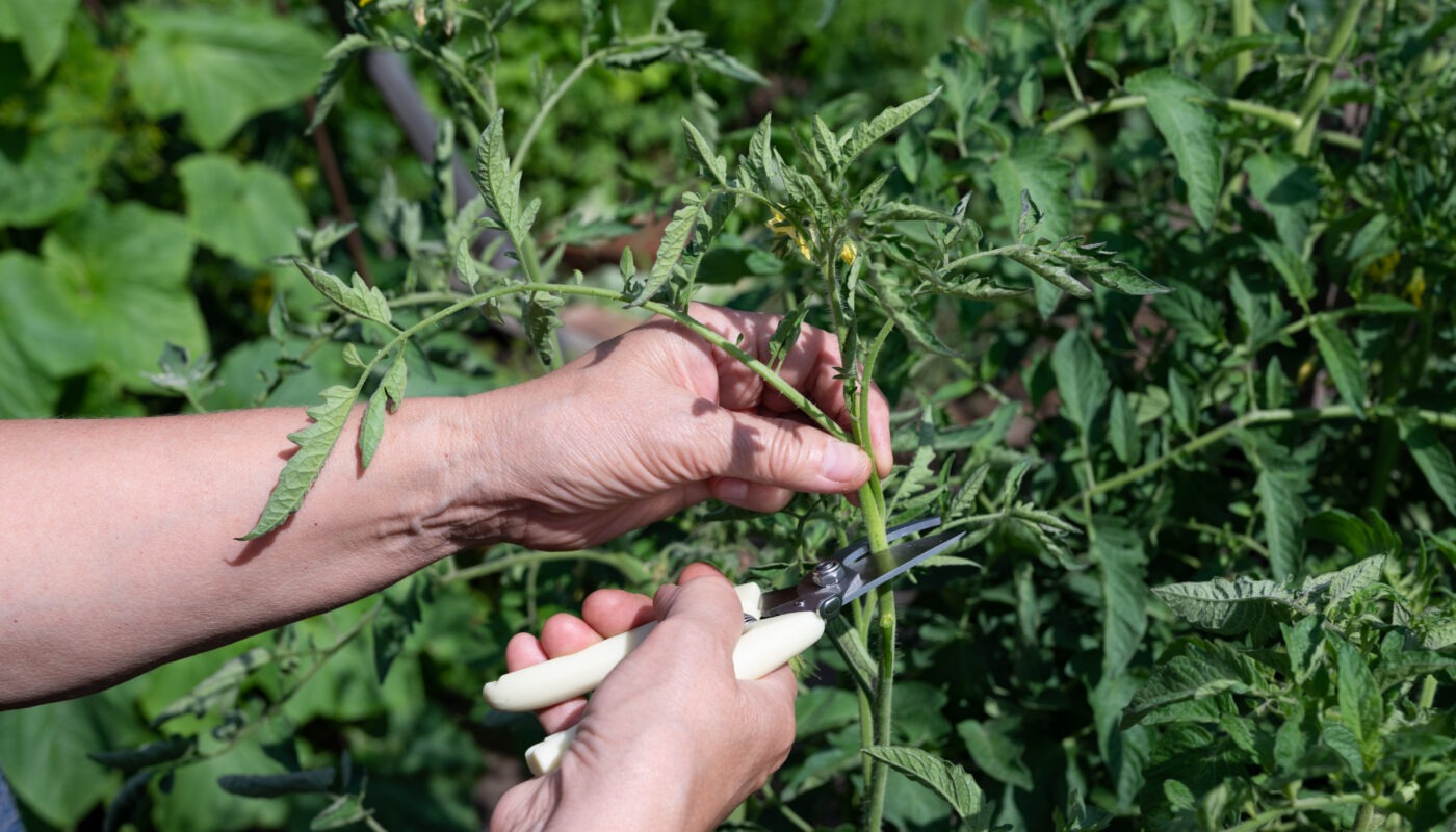 Common Mistakes Pruning Basil