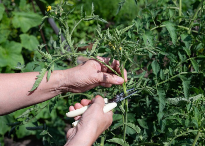 Common Mistakes Pruning Basil