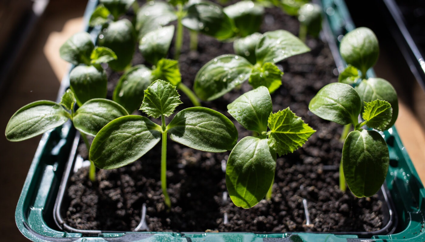 How to Grow Basil from Seed