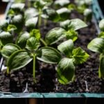 How to Grow Basil from Seed