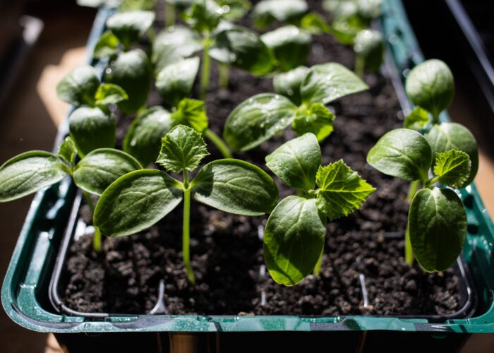 How to Grow Basil from Seed